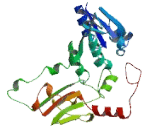 Retinol Dehydrogenase 2 (RDH2)