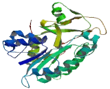 Retinol Dehydrogenase 7 (RDH7)