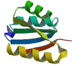 Retinol Dehydrogenase 9 (RDH9)