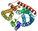 Rh Blood Group, CcEe Antigens (RHCE)