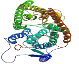 Rh Family, C Glycoprotein (RHCG)