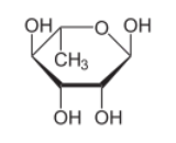 Rhamnose (Rham)