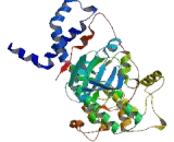 Rho Associated Coiled Coil Containing Protein Kinase 2 (Rock2)