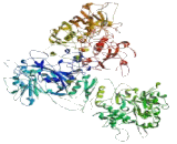 Rho GTPase Activating Protein (RICS)