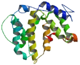 Rho GTPase Activating Protein 11B (ARHGAP11B)