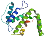 Rho GTPase Activating Protein 17 (ARHGAP17)