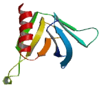 Rho GTPase Activating Protein 25 (ARHGAP25)