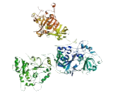 Rho GTPase Activating Protein 31 (ARHGAP31)