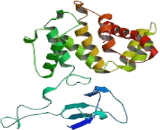 Rho GTPase Activating Protein 8 (ARHGAP8)