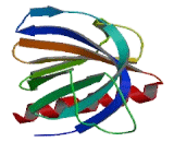 Rho GTPase Activating Protein 9 (ARHGAP9)