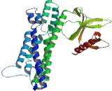 Rho Guanine Nucleotide Exchange Factor 1 (ARHGEF1)