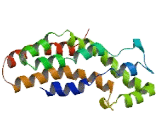 Rho Guanine Nucleotide Exchange Factor 10 Like Protein (ARHGEF10L)