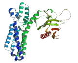 Rho Guanine Nucleotide Exchange Factor 11 (ARHGEF11)