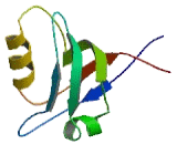 Rho Guanine Nucleotide Exchange Factor 12 (ARHGEF12)