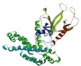 Rho Guanine Nucleotide Exchange Factor 26 (ARHGEF26)