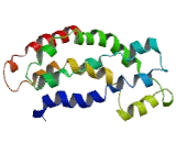 Rho Guanine Nucleotide Exchange Factor 3 (ARHGEF3)