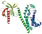 Rho/Rac Guanine Nucleotide Exchange Factor 18 (ARHGEF18)