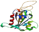 Rho Related BTB Domain Containing Protein 1 (RHOBTB1)