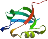 Rhophilin 1 (RHPN1)