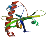 Riboflavin Kinase (RFK)