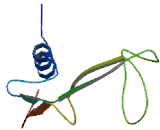 Riboflavin Transporter 2 (RFT2)