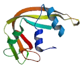 Ribonuclease A2 (RNASE2)