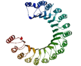 Ribonuclease Inhibitor (RI)