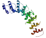 Ribonuclease L (RNASEL)