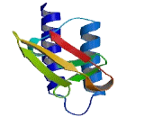 Ribonuclease P/MRP 21kDa Subunit (RPP21)