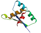 Ribonuclease P/MRP 30kDa Subunit (RPP30)