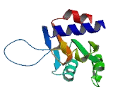 Ribonuclease P/MRP 38kDa Subunit (RPP38)