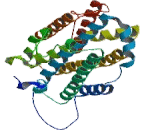 Ribonucleotide Reductase M2 (RRM2)