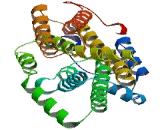 Ribonucleotide Reductase M2B (RRM2B)