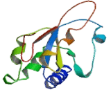 Ribosomal Protein, Large, P0 (RPLP0)