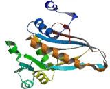 Ribosomal Protein L1 (RPL1)