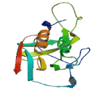 Ribosomal Protein L10 (RPL10)