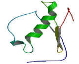 Ribosomal Protein L12 (RPL12)