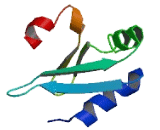 Ribosomal Protein L13 (RPL13)