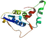 Ribosomal Protein L13A (RPL13A)