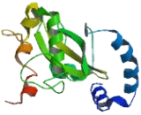 Ribosomal Protein L15 (RPL15)