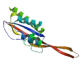 Ribosomal Protein L17 (RPL17)