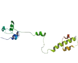 Ribosomal Protein L19 (RPL19)