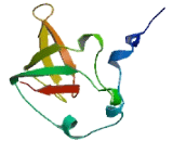 Ribosomal Protein L21 (RPL21)