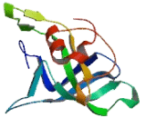 Ribosomal Protein L23 (RPL23)