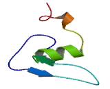 Ribosomal Protein L24 (RPL24)