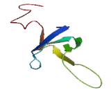 Ribosomal Protein L26 (RPL26)