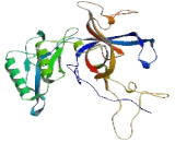 Ribosomal Protein L3 (RPL3)