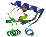 Ribosomal Protein L30 (RPL30)