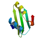 Ribosomal Protein L38 (RPL38)