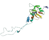 Ribosomal Protein L4 (RPL4)